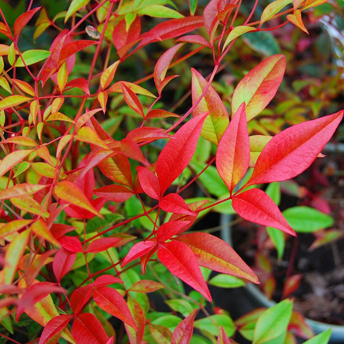Nandina Domestica Heavenly Bamboo Evergreen Shrub Seeds