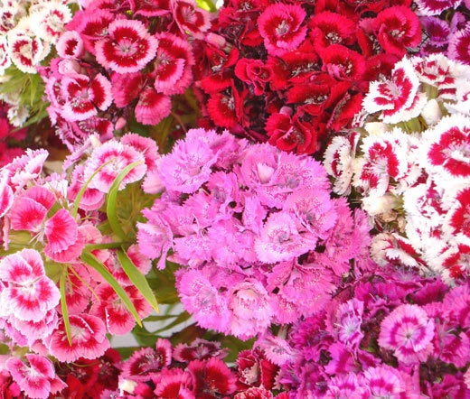 Sweet William Dianthus Barbatus – Perennial Garden Flower Seeds