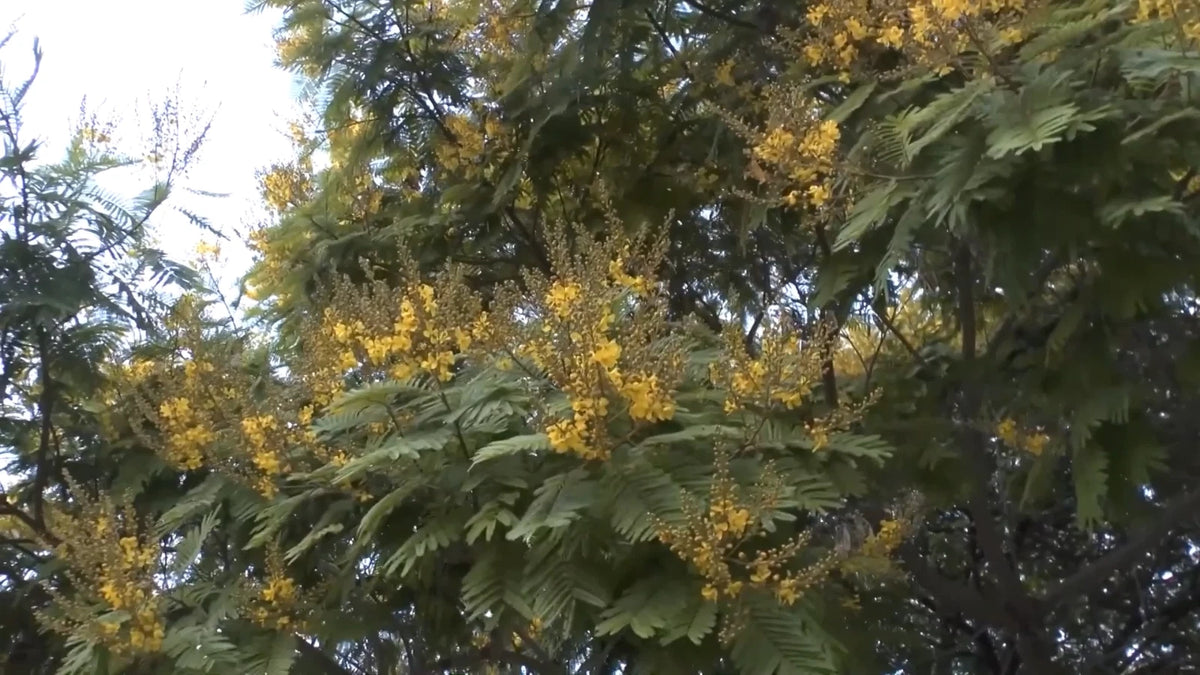 Peltophorum Pterocarpum, Ferrugineum Copper – Flower Seeds