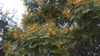 Peltophorum Pterocarpum, Ferrugineum Copper – Flower Seeds