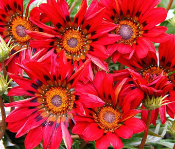 Gazania Red Shades Gazania Rigens – Colorful Garden Flower Seeds