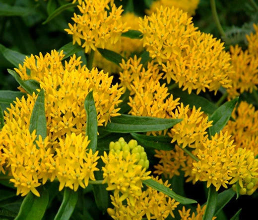 Butterfly Weed Hello Yellow Asclepias Tuberosa – Colorful Garden Flower Seeds