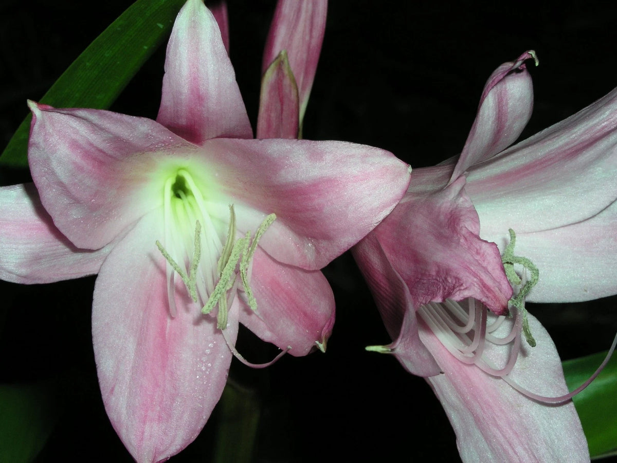 Crinum Lily Worsleyi – Large Flower Bulb Seeds