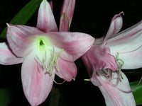 Crinum Lily Worsleyi – Large Flower Bulb Seeds