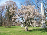 Magnolia Denudata – Yulan Jade Lily Tree Seeds