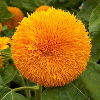 Dwarf Sungold Sunflower Helianthus Annuus Colorful Garden Flower Seeds