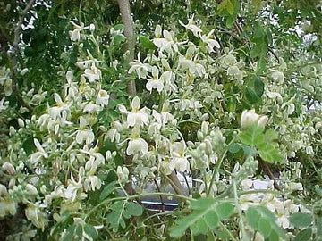 Moringa Oleifera Pterygosperma Horseradish Oil Edible Ornamental Tree Seeds Flower Seeds for Home and Garden