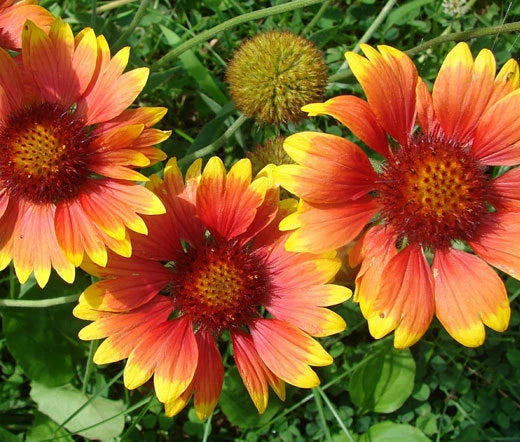 Blanket Flower Gaillardia Aristata – Colorful Garden Flower Seeds