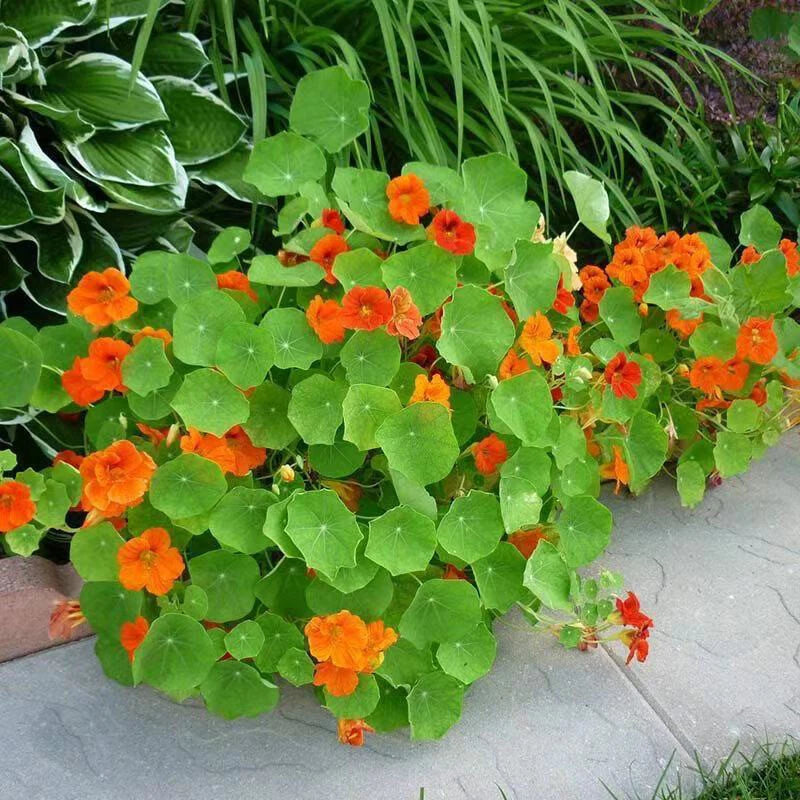 Jewel Nasturtium Tropaeolum Majus Colorful Garden Flower Seeds