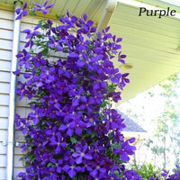 Seeds Climbing Clematis Bonsai Flowers Color Mix Perennial Pot Garden