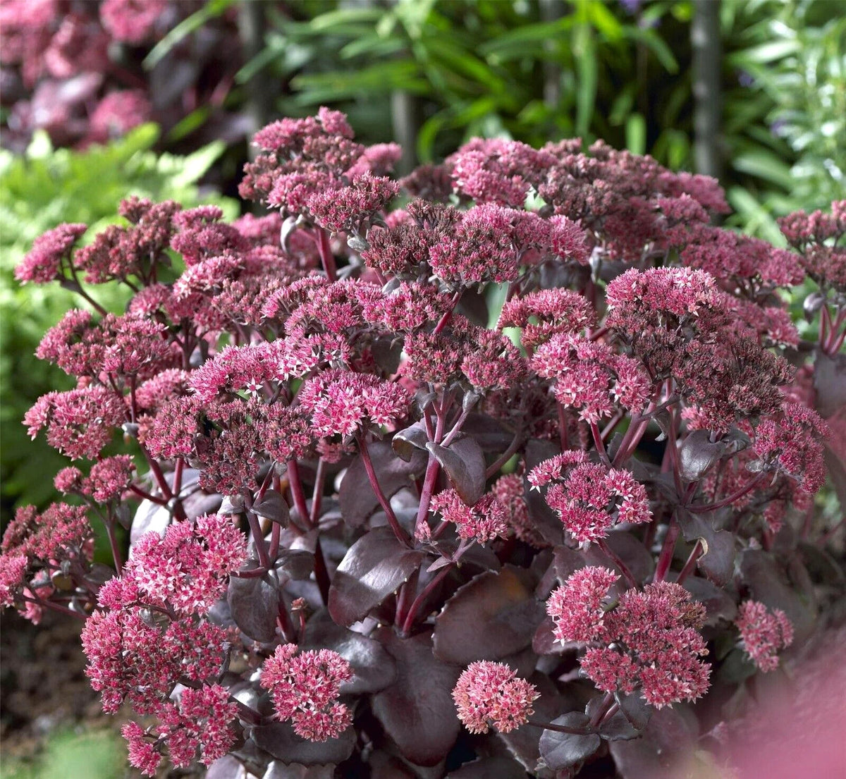 Purple Emperor Sedum – Perennial Flower Seeds