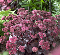 Purple Emperor Sedum – Perennial Flower Seeds