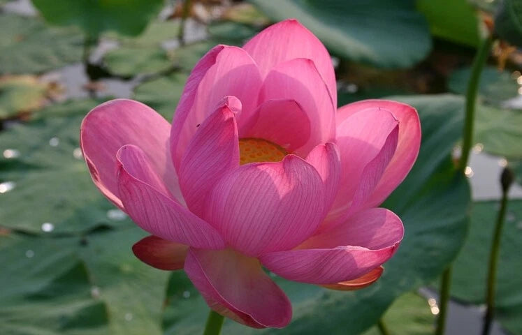 Nelumbo Nucifera Fun Aquatic Pink Lotus Seeds Category eg, Flower Seeds