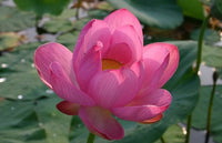 Nelumbo Nucifera Fun Aquatic Pink Lotus Seeds Category eg, Flower Seeds