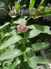 Common Milkweed Asclepias Syriaca Pollinator Flower Seeds