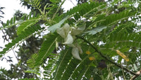 Sesbania Grandiflora White – Hummingbird Tree Flower Seeds