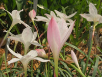 Rain Lily Zephyranthes Drummondii Fedora New Habranthus - Flower Seeds