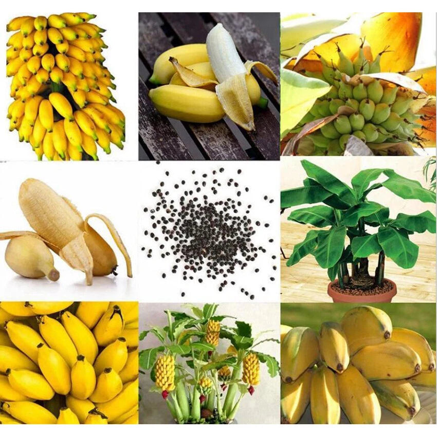 Seeds Ornamental Banana – Perennial, Dwarf, Garden Fruit Seeds