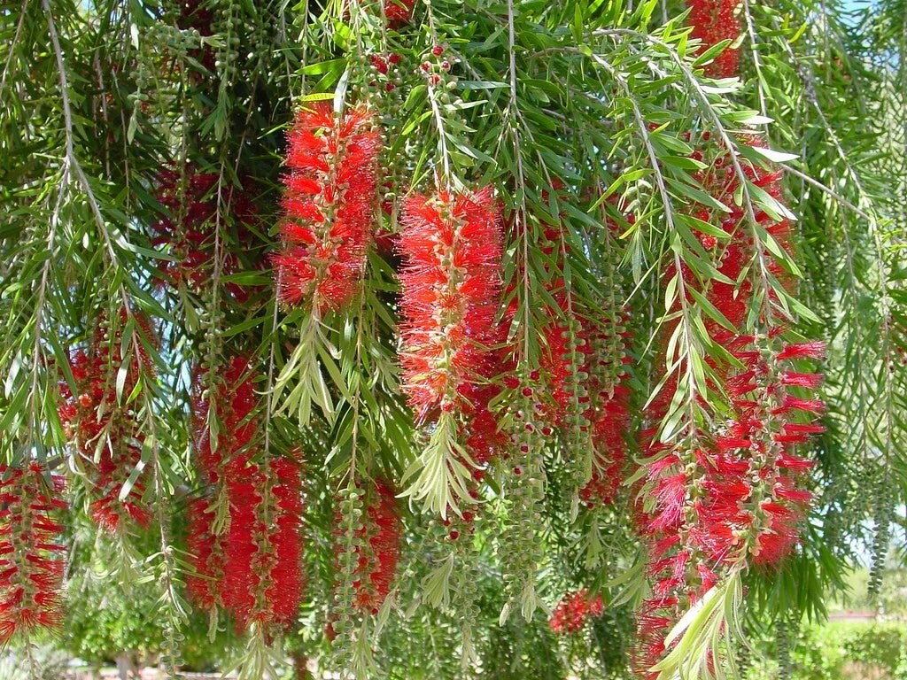 Callistemon Viminalis – Flower Seeds