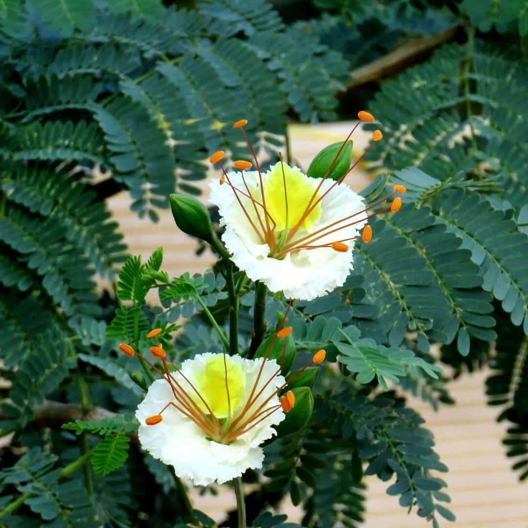 Delonix Elata White Gulmohar – Ornamental Tree Seeds