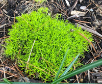 Irish Moss Sagina Subulata – Groundcover Pearlwort Seeds