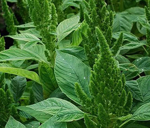 Amaranthus Green Thumb Amaranthus Hypochondriacus – Colorful Garden Flower Seeds