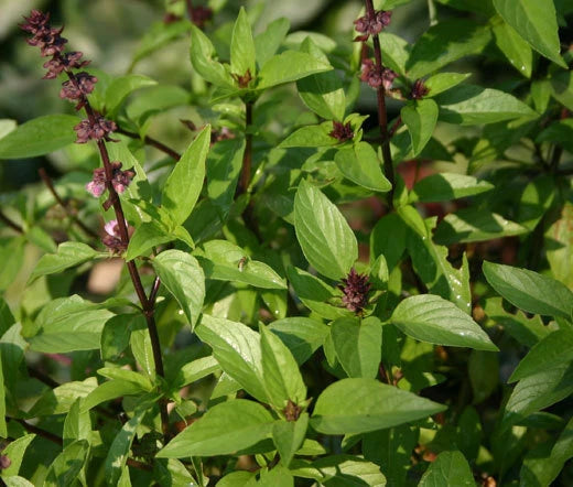 Basil Cinnamon Ocimum Basilicum – Organic Culinary Herb Seeds