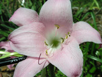 Crinum Lily Emma – Garden Flower Seeds