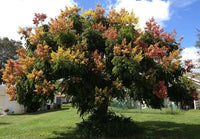 Koelreuteria Paniculata Seeds Ornamental Flowering Golden Rain Tree Category eg, Flower Seeds