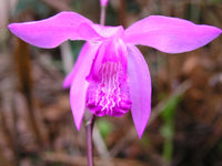 Bletilla Striata Pink Chinese Ground Orchid 2 Tubers