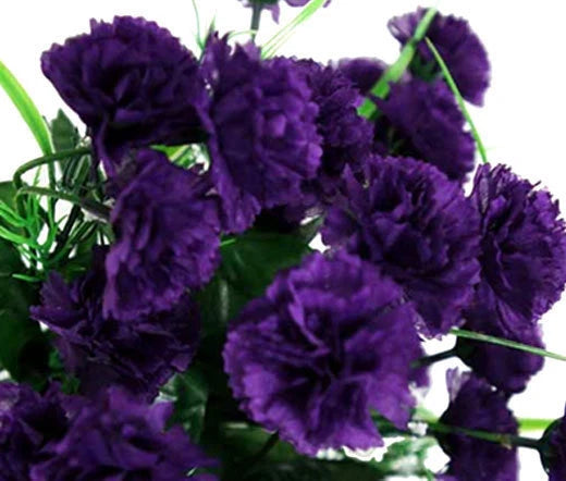 Carnation Grenadin King Of Blacks Dianthus Caryophyllus – Colorful Garden Flower Seeds