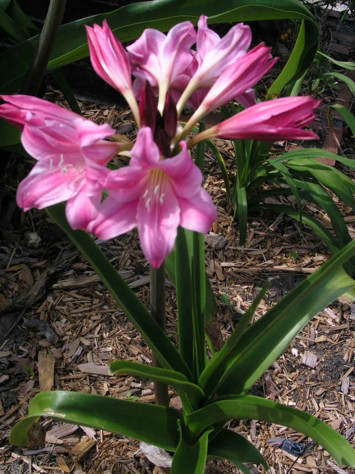 Crinum Lily Carnival Medium-Size Bulb New Stunning Rare