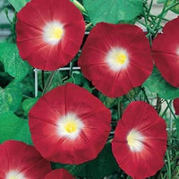Red Ipomoea Climbing Vine Seeds to Plant Seeds