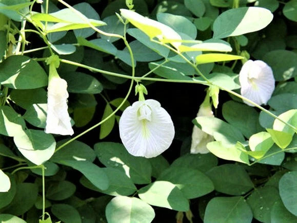 Clitoria Ternatea Alba – White Butterfly Pea Flower Seeds