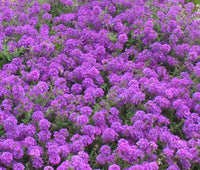 Moss Verbena Verbena Tenuisecta Ground Cover Garden Flower Seeds