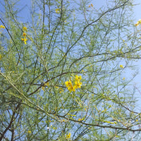 Parkinsonia Aculeata – Flowering Palo Verde Tree Seeds
