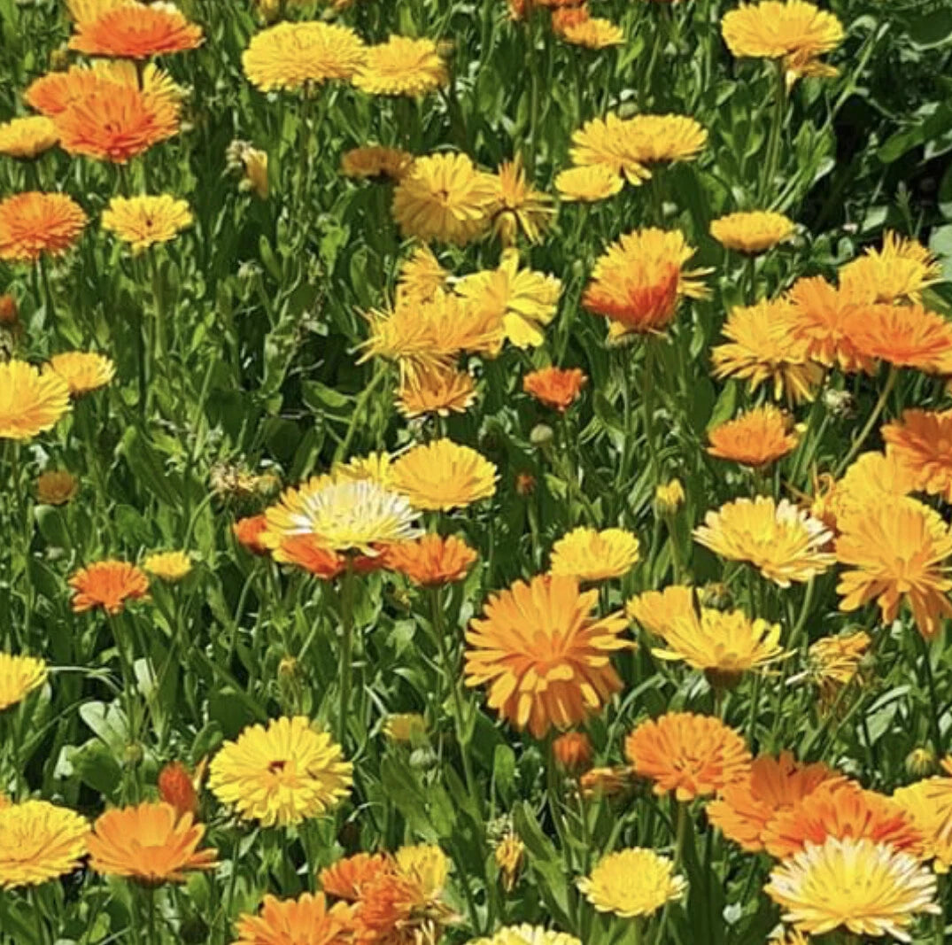 Pacific Beauty Calendula – Colorful Garden Flower Seeds