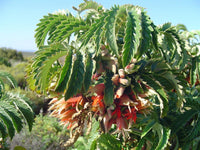 Melianthus Comosus Bush Tufted Honey Flower Shrub – Flower Seeds