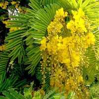 Peltophorum Pterocarpum Copper Pod Fragrant Tree Seeds