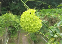 Dregea Volubilis – Green Wax Flower Vine Seeds