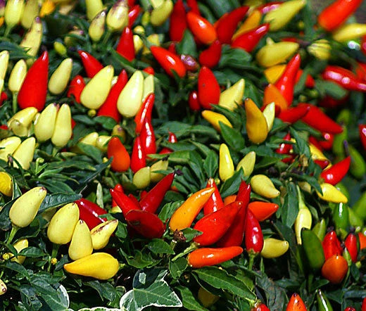 Chili Pepper Ornamental Prairie Fire Capsicum Annuum – Garden Flower Seeds