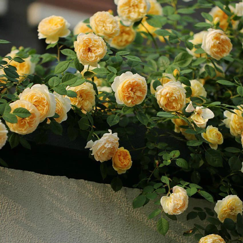 Climbing Rose – Colorful, Climbing, Garden Flower Seeds