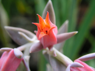 Echeveria Runyonii Crassulaceae Seedum Succulent 3 Rosettes 2-3 In