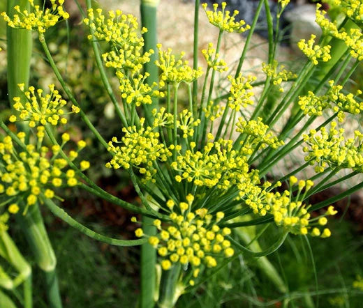 Fennel Florence Foeniculum Vulgare – Garden Herb Seeds