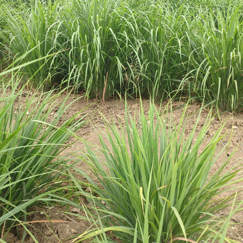 Lemongrass – Perennial Herb and Insect Repellent Seeds