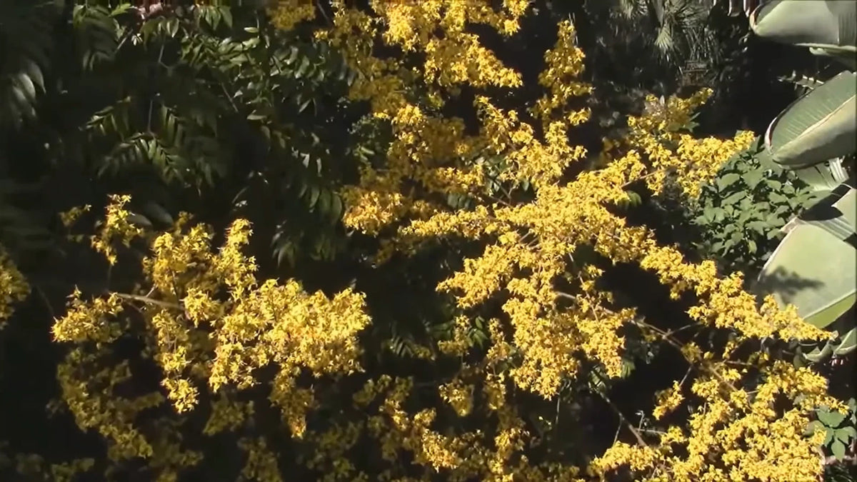 Koelreuteria Paniculata Seeds Ornamental Flowering Golden Rain Tree Category eg, Flower Seeds