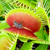 Venus Flytrap Dionaea Muscipula Carnivorous Plant Seeds