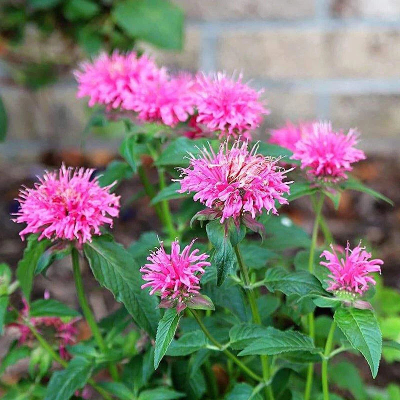 Wild Bergamot Seeds Monarda Fistulosa Bergamot Unusual Flowers