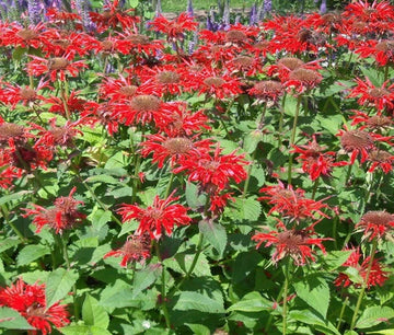 Scarlet Red Bee Balm Monarda Didyma Colorful Garden Flower Seeds