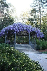 Blue Rain Wisteria – Climbing Garden Flower Seeds